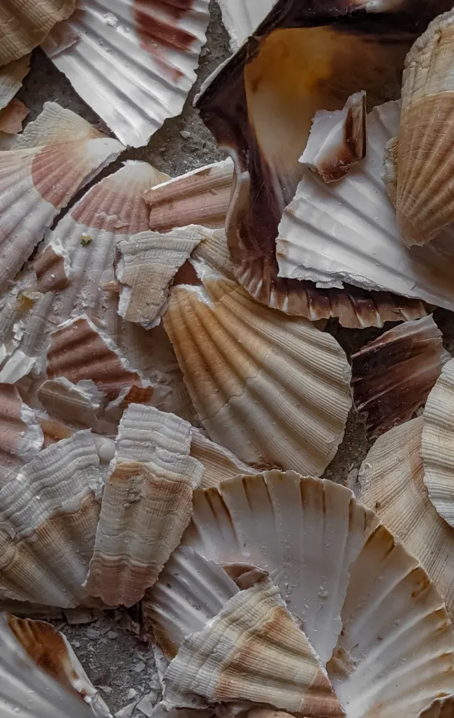 Capesante e gusci di conchiglia accumulati